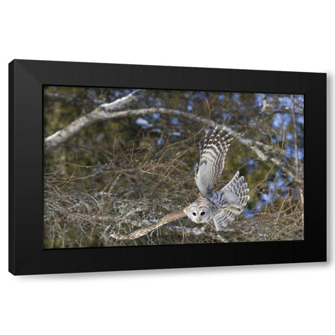 Canada, Quebec, Beauport Great gray owl flying Black Modern Wood Framed Art Print by Delisle, Gilles