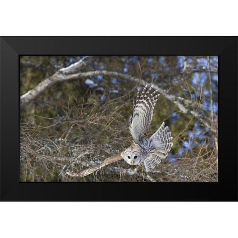 Canada, Quebec, Beauport Great gray owl flying Black Modern Wood Framed Art Print by Delisle, Gilles