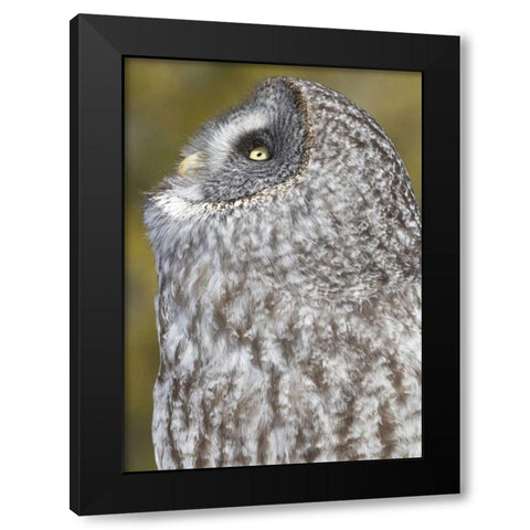 Canada, Quebec, Beauport Great gray owl Black Modern Wood Framed Art Print with Double Matting by Delisle, Gilles
