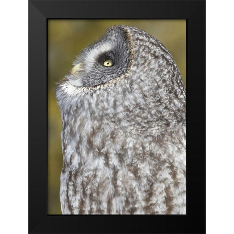 Canada, Quebec, Beauport Great gray owl Black Modern Wood Framed Art Print by Delisle, Gilles