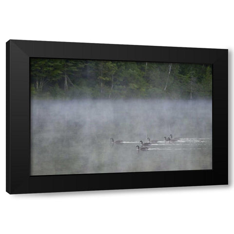 Canada, Quebec Canada geese in fog Black Modern Wood Framed Art Print by Delisle, Gilles