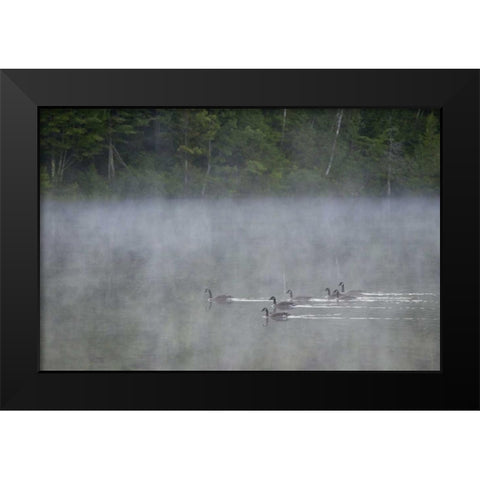 Canada, Quebec Canada geese in fog Black Modern Wood Framed Art Print by Delisle, Gilles