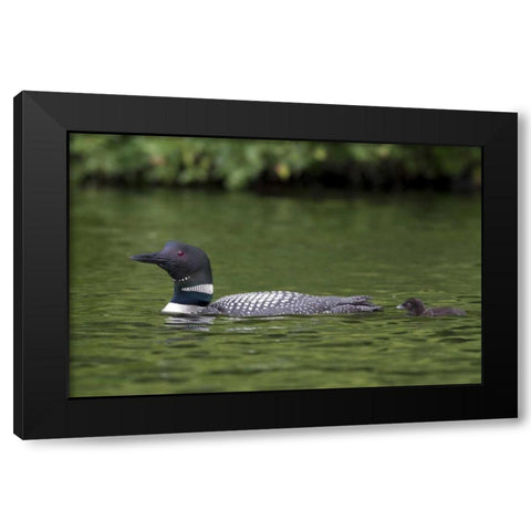 Canada, Quebec, Eastman Common loon with chick Black Modern Wood Framed Art Print by Delisle, Gilles