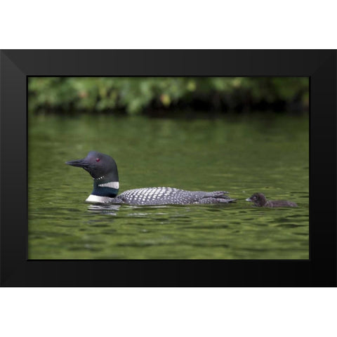 Canada, Quebec, Eastman Common loon with chick Black Modern Wood Framed Art Print by Delisle, Gilles