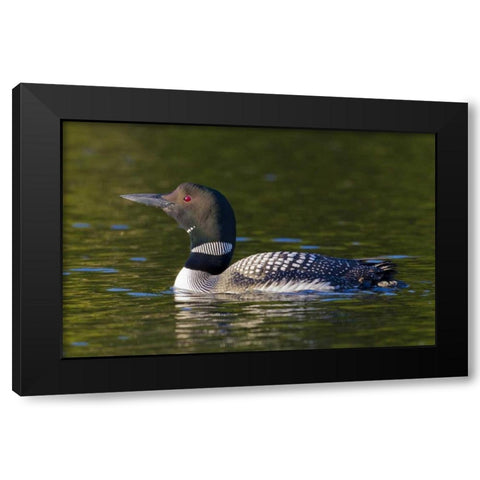 Canada, Quebec, Eastman Common loon swimming Black Modern Wood Framed Art Print by Delisle, Gilles