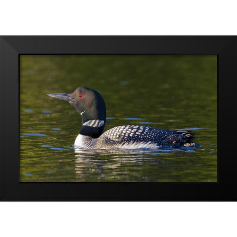 Canada, Quebec, Eastman Common loon swimming Black Modern Wood Framed Art Print by Delisle, Gilles
