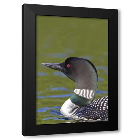 Canada, Quebec, Eastman Common loon in water Black Modern Wood Framed Art Print by Delisle, Gilles