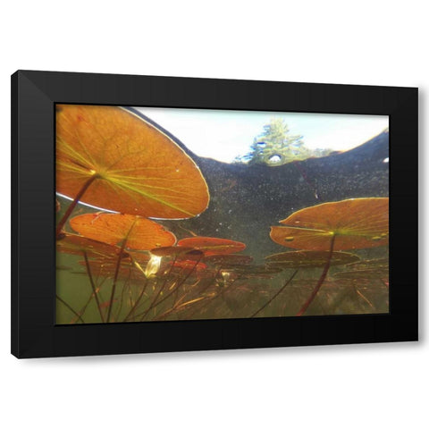 Canada, Eastman Underwater view of water lilies Black Modern Wood Framed Art Print by Delisle, Gilles