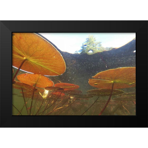 Canada, Eastman Underwater view of water lilies Black Modern Wood Framed Art Print by Delisle, Gilles