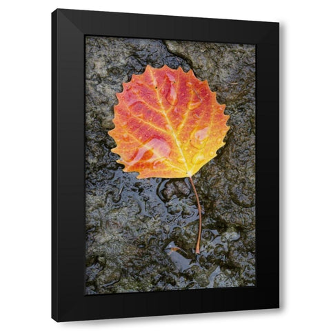 Canada, Quebec, Big tooth aspen leaf after rain Black Modern Wood Framed Art Print with Double Matting by Delisle, Gilles
