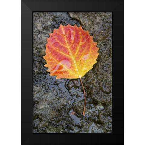 Canada, Quebec, Big tooth aspen leaf after rain Black Modern Wood Framed Art Print by Delisle, Gilles