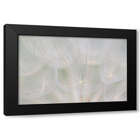 Canada, Quebec, Goats beard seed head Black Modern Wood Framed Art Print by Delisle, Gilles