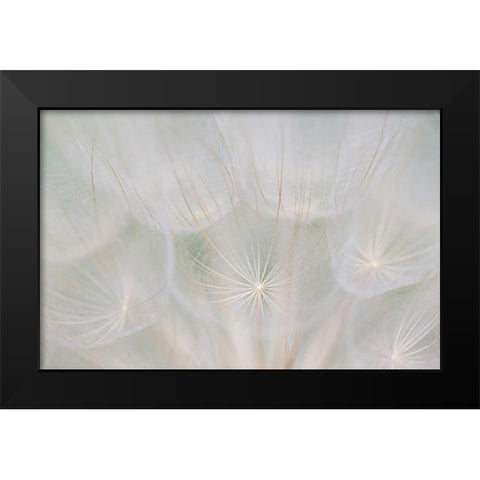 Canada, Quebec, Goats beard seed head Black Modern Wood Framed Art Print by Delisle, Gilles