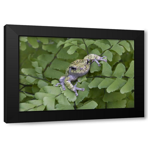 Canada, Quebec, Gray tree frog on maidenhair fern Black Modern Wood Framed Art Print by Delisle, Gilles