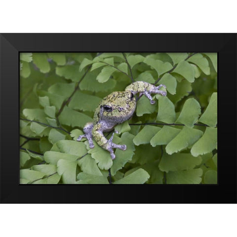 Canada, Quebec, Gray tree frog on maidenhair fern Black Modern Wood Framed Art Print by Delisle, Gilles
