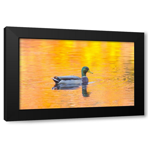 Canada, Quebec, Mallard drake swimming Black Modern Wood Framed Art Print by Delisle, Gilles