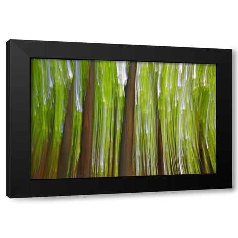 Canada, Quebec Maple grove abstract at sunset Black Modern Wood Framed Art Print with Double Matting by Delisle, Gilles