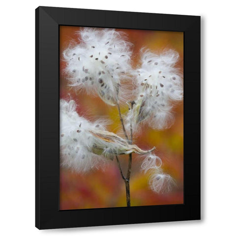Canada, Quebec, Milkweed releasing seeds Black Modern Wood Framed Art Print by Delisle, Gilles