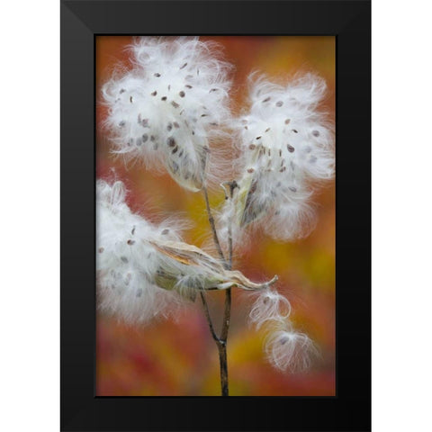 Canada, Quebec, Milkweed releasing seeds Black Modern Wood Framed Art Print by Delisle, Gilles