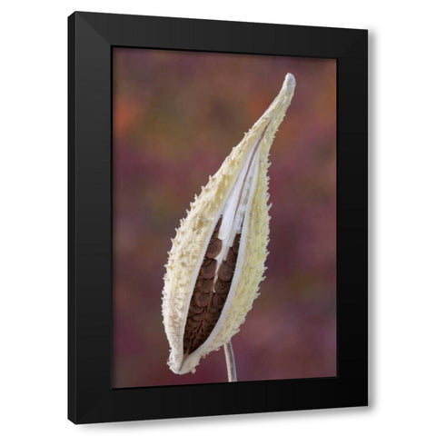 Canada, Quebec, Mt St-Bruno Park Milkweed seed Black Modern Wood Framed Art Print by Delisle, Gilles