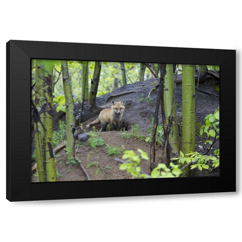 Canada, Mt St-Bruno Park Red fox kit at den site Black Modern Wood Framed Art Print by Delisle, Gilles