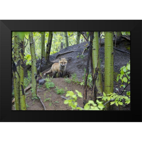 Canada, Mt St-Bruno Park Red fox kit at den site Black Modern Wood Framed Art Print by Delisle, Gilles