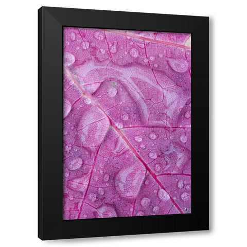 Canada, Quebec, Rain water on red maple leaf Black Modern Wood Framed Art Print with Double Matting by Delisle, Gilles