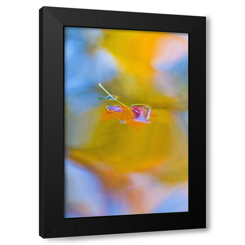 Canada, Quebec, Red maple leaf on autumn pool Black Modern Wood Framed Art Print by Delisle, Gilles