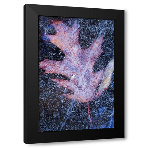 Canada, Quebec, Red oak leaf under lake ice Black Modern Wood Framed Art Print with Double Matting by Delisle, Gilles