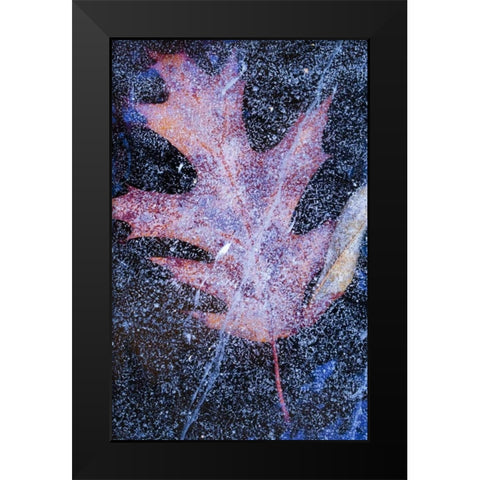Canada, Quebec, Red oak leaf under lake ice Black Modern Wood Framed Art Print by Delisle, Gilles