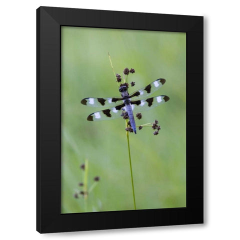 Canada, Quebec, Twelve-spot skimmer Black Modern Wood Framed Art Print with Double Matting by Delisle, Gilles