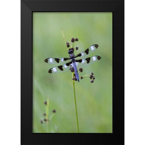 Canada, Quebec, Twelve-spot skimmer Black Modern Wood Framed Art Print by Delisle, Gilles