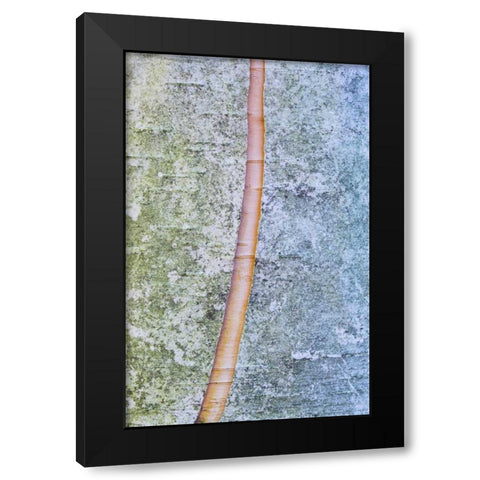 Canada, Quebec, Split paper birch bark detail Black Modern Wood Framed Art Print by Delisle, Gilles