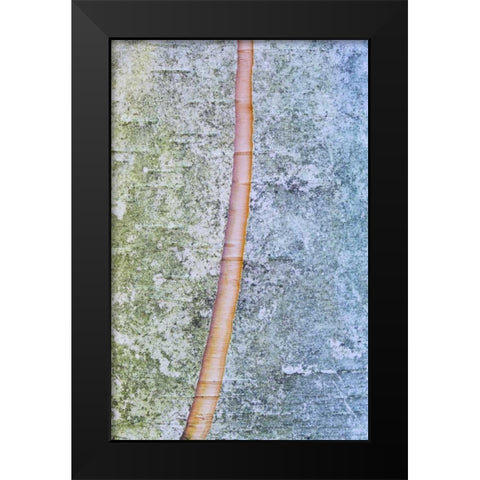 Canada, Quebec, Split paper birch bark detail Black Modern Wood Framed Art Print by Delisle, Gilles