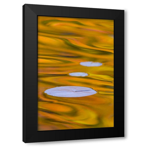 Canada, Quebec, Water lily pad and fall colors Black Modern Wood Framed Art Print by Delisle, Gilles