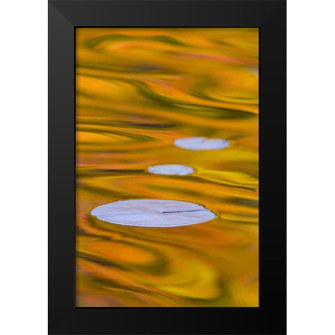 Canada, Quebec, Water lily pad and fall colors Black Modern Wood Framed Art Print by Delisle, Gilles