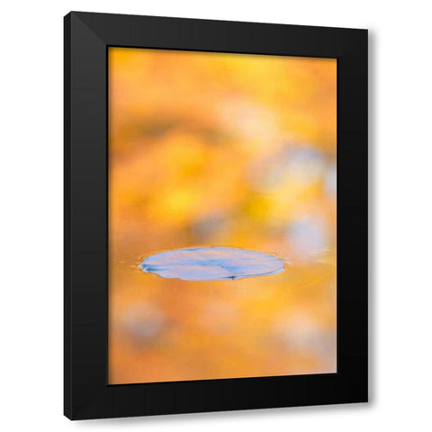 Canada, Quebec, Water lily pad and fall colors Black Modern Wood Framed Art Print by Delisle, Gilles