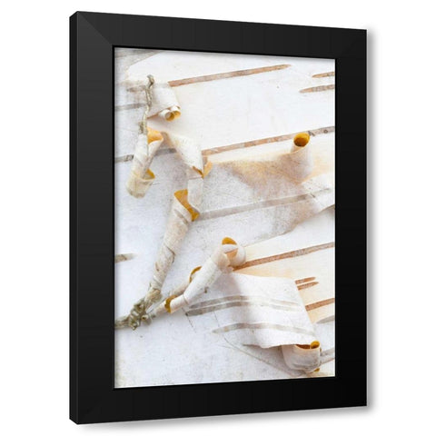 Canada, Mt St-Bruno Park White birch bark detail Black Modern Wood Framed Art Print with Double Matting by Delisle, Gilles