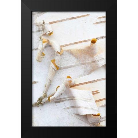 Canada, Mt St-Bruno Park White birch bark detail Black Modern Wood Framed Art Print by Delisle, Gilles