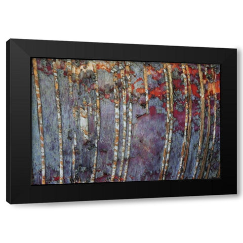 Canada, Quebec White birch root bark patterns Black Modern Wood Framed Art Print by Delisle, Gilles
