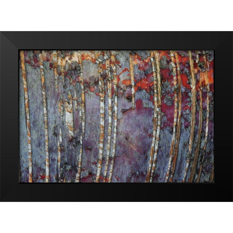 Canada, Quebec White birch root bark patterns Black Modern Wood Framed Art Print by Delisle, Gilles