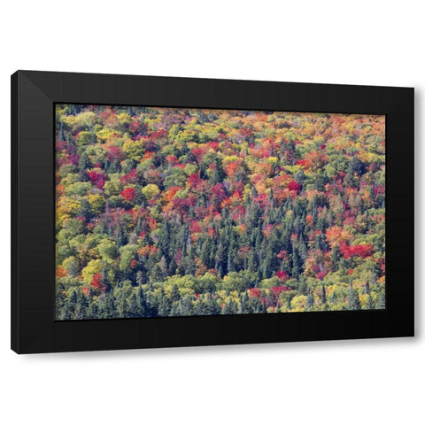 Canada, Mount Tremblant NP Forest in fall Black Modern Wood Framed Art Print with Double Matting by Delisle, Gilles
