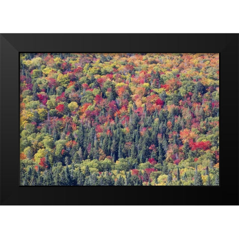Canada, Mount Tremblant NP Forest in fall Black Modern Wood Framed Art Print by Delisle, Gilles