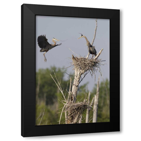 Canada, Quebec Great blue herons at their nest Black Modern Wood Framed Art Print with Double Matting by Delisle, Gilles