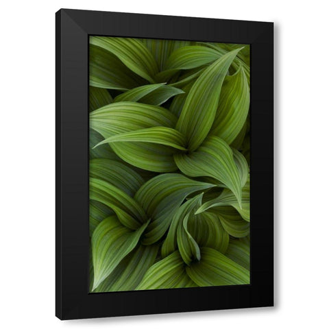 Canada, Quebec, Yamaska NP Green false hellebore Black Modern Wood Framed Art Print by Delisle, Gilles