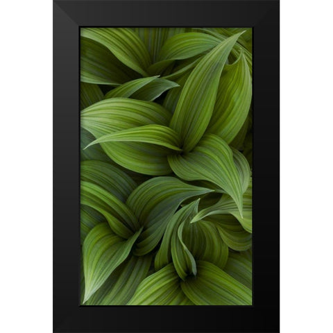 Canada, Quebec, Yamaska NP Green false hellebore Black Modern Wood Framed Art Print by Delisle, Gilles