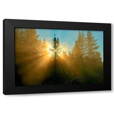 Canada-Quebec-Chibougamau Trees in fog at sunrise Black Modern Wood Framed Art Print by Jaynes Gallery