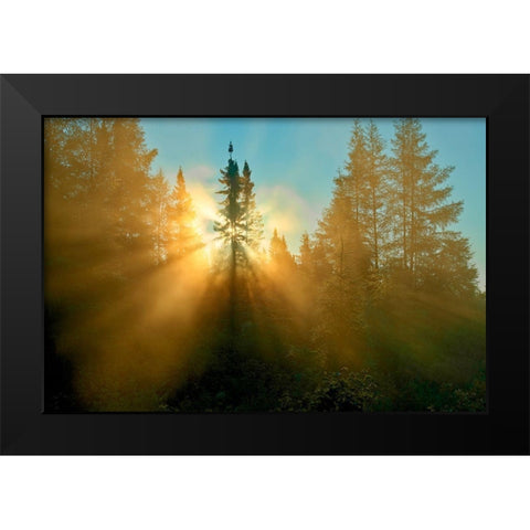 Canada-Quebec-Chibougamau Trees in fog at sunrise Black Modern Wood Framed Art Print by Jaynes Gallery