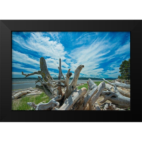 Canada-Quebec-Forillon National Park Driftwood along La Plage de Penouille Black Modern Wood Framed Art Print by Jaynes Gallery
