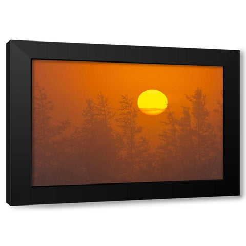 Canada-Quebec-Havre-Saint-Pierre Trees and fog at sunrise Black Modern Wood Framed Art Print by Jaynes Gallery